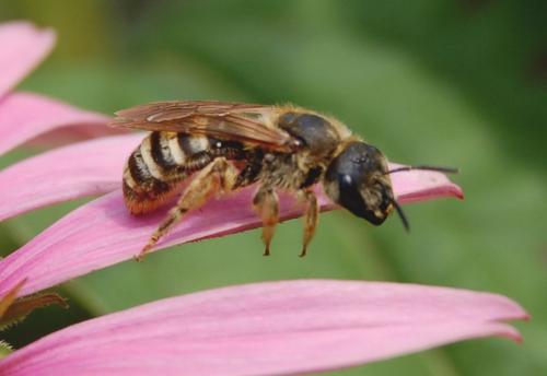 Halictus scabiosae